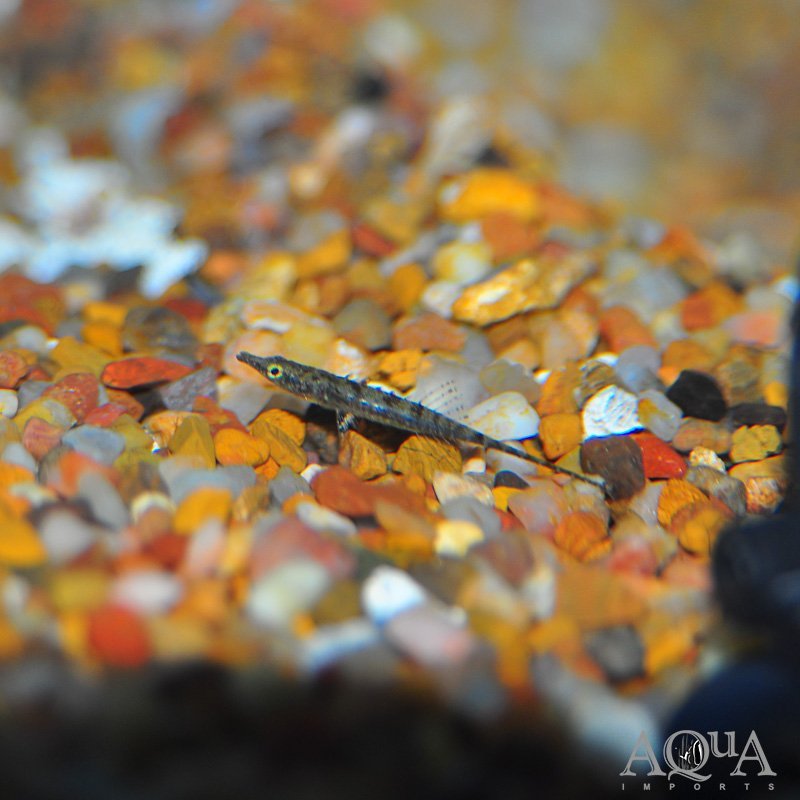 Paradox Fish (Indostomus paradoxus)