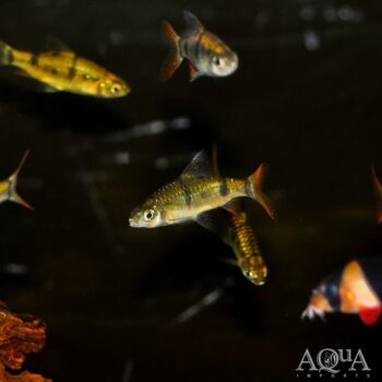 Arulius Barb (Dawkinsia tambraparniei)