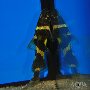 Asian Bumblebee Catfish (Pseudomystus siamensis)