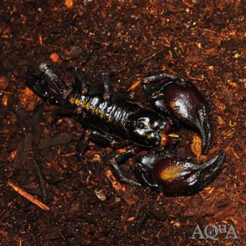 Asian Forest Scorpion (Heterometrus spinifer)