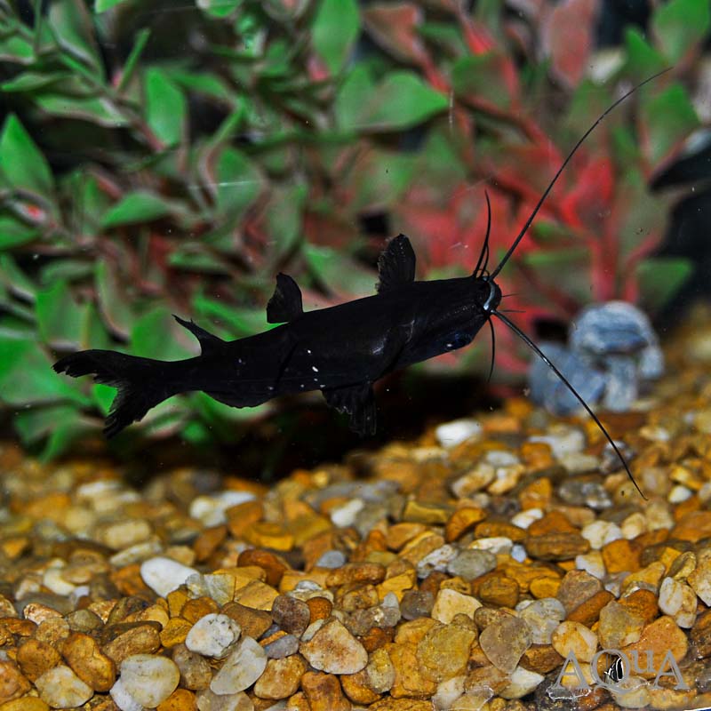 Burmese Upside Down Catfish (Mystus leucophasus)