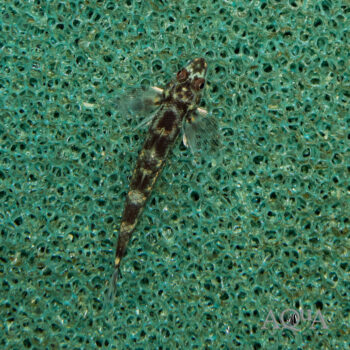 Aspro Loach Goby (Rhyacichthys aspro)