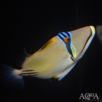 Assasi Triggerfish (Rhinecanthus assasi)