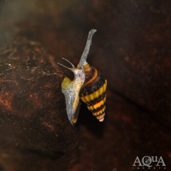 Assassin Snail (Clea helena)