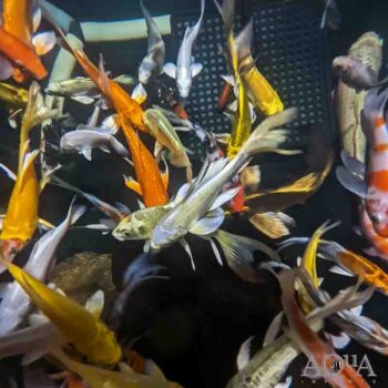 Assorted Butterfly Koi - A Grade