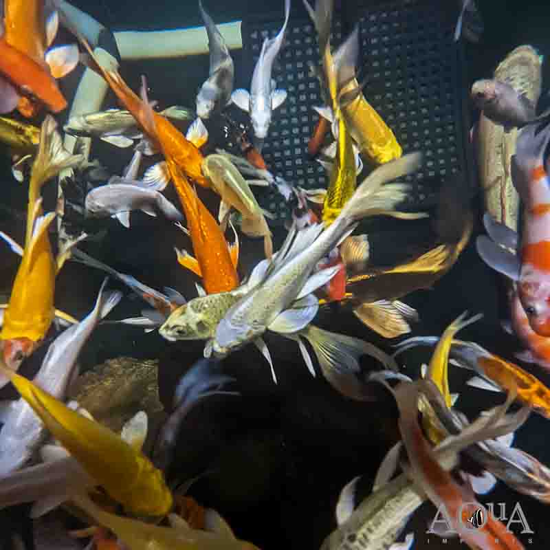 Assorted Butterfly Koi - A Grade