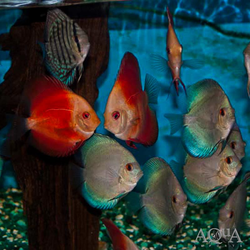 Assorted Discus (Symphysodon discus)