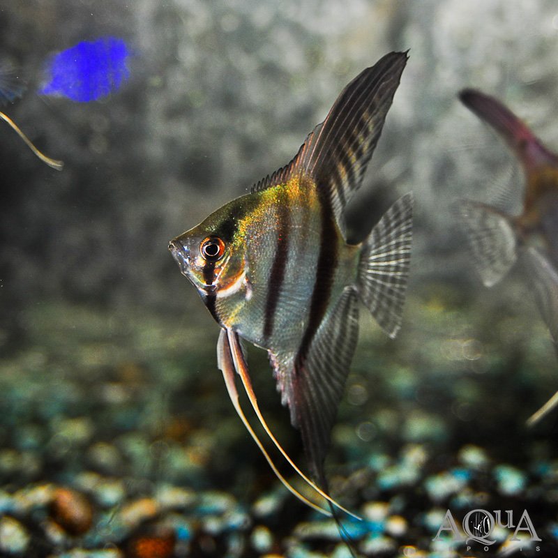 Assorted Fancy Angelfish (Pterophyllum scalare)