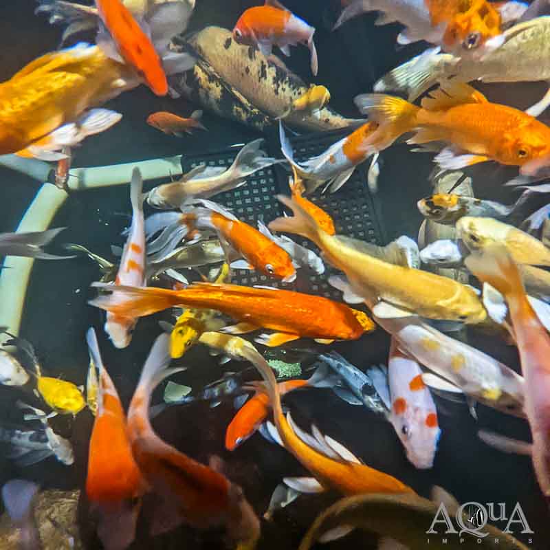 Assorted Koi - A Grade (Cyprinus sp.)