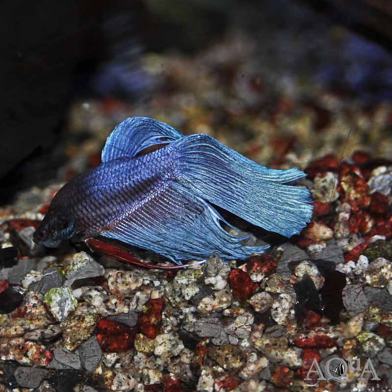 Assorted Male Longfin Betta (Betta splendens)