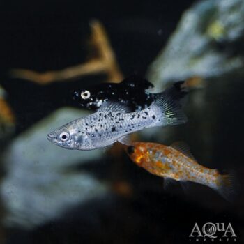 Assorted Molly (Poecilia sphenops)