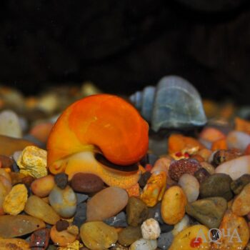 Mystery Snail (Pomacea Bridgesii)