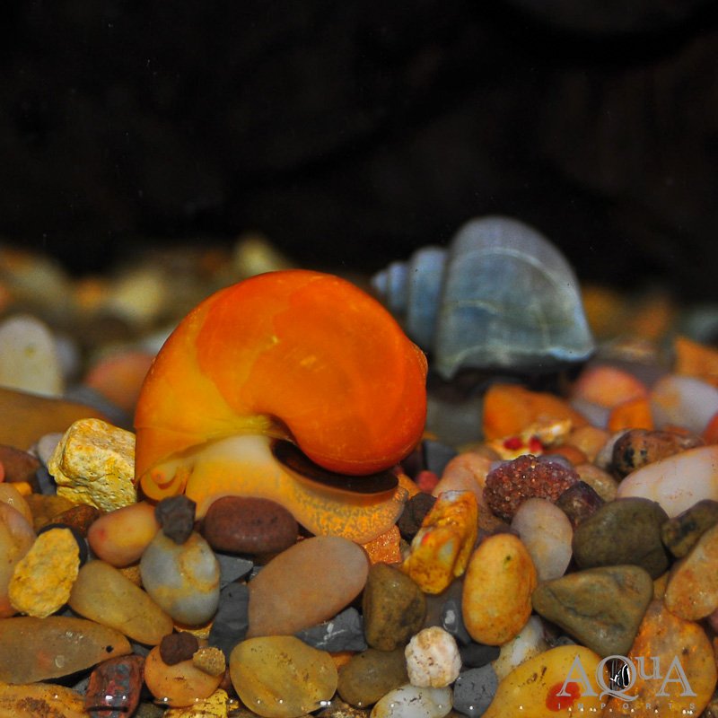 Mystery Snail (Pomacea Bridgesii)