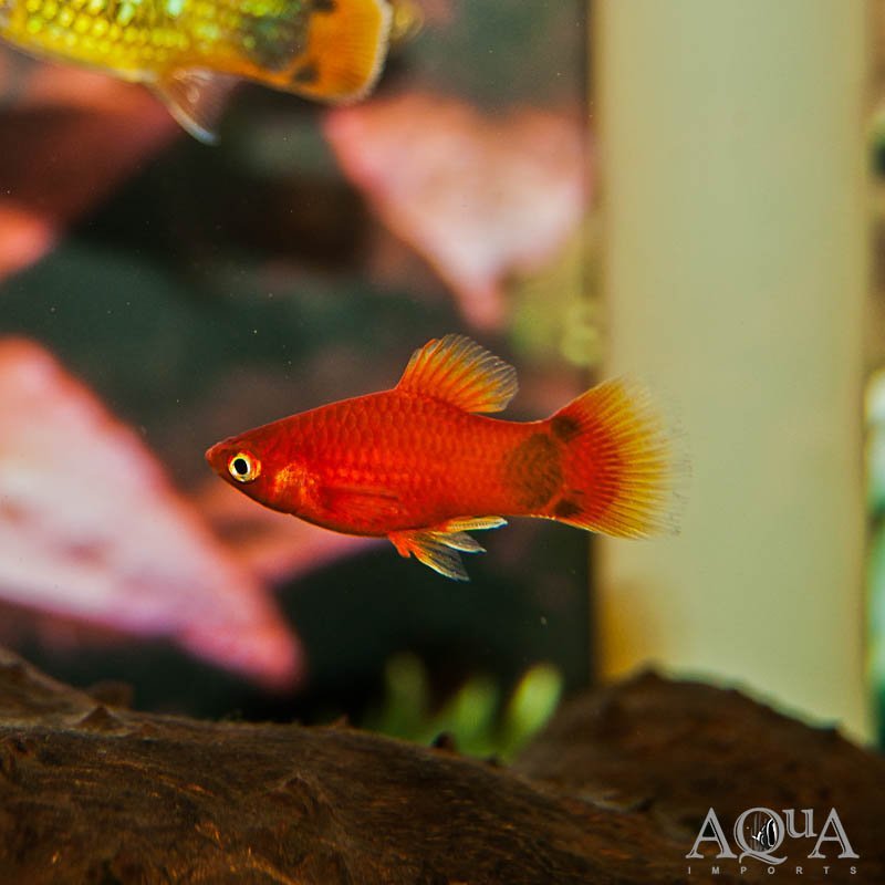 Assorted Platy (Xiphophorus maculatus)