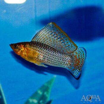 Sailfin Molly (Poecilia velifera)