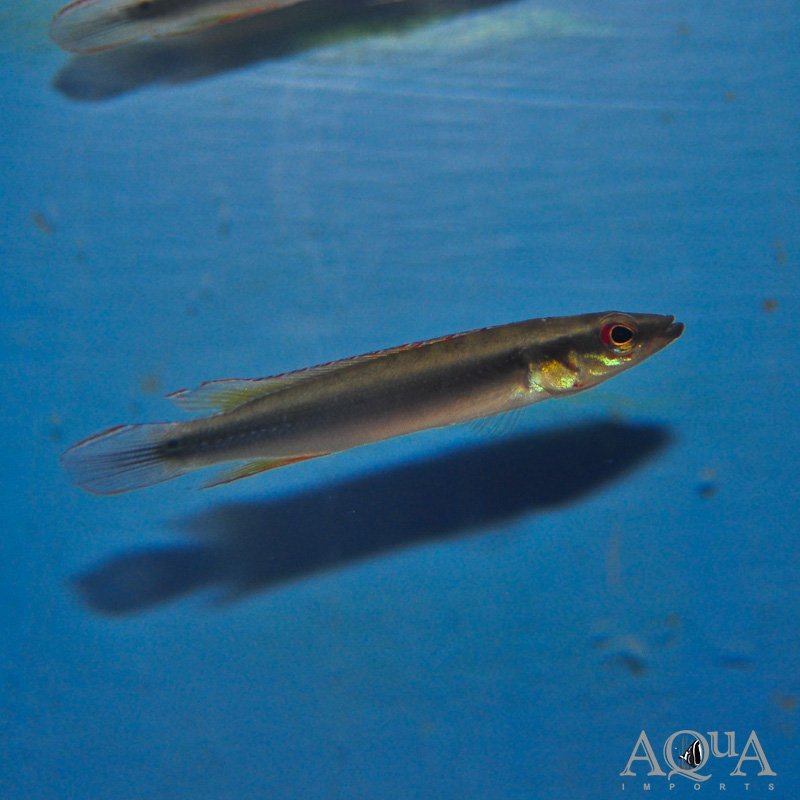 Atabapo Dwarf Pike Cichlid (Wallaciia sp. 'Atabapo dwarf')
