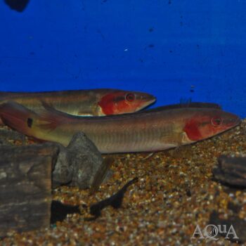 Atabapo Fire Pike (Crenicichla sp. 'Atabapo I')