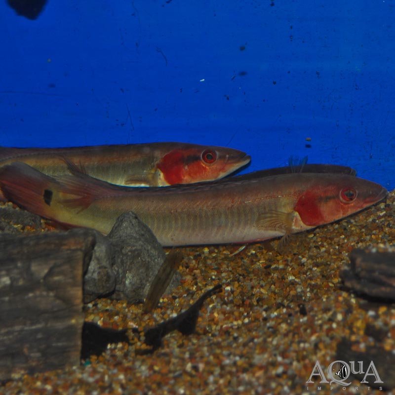 Atabapo Fire Pike (Crenicichla sp. 'Atabapo I')