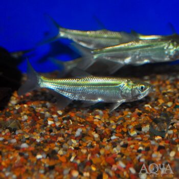 Atlantic Freshwater Tarpon (Megalops atlanticus)