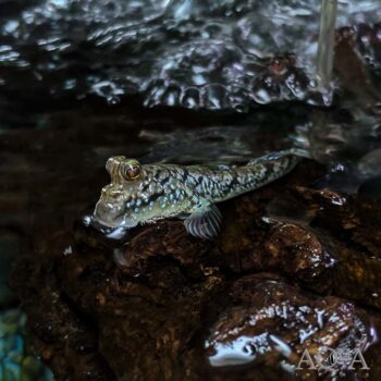 Atlantic Mudskipper (Periophthalmus barbarus)