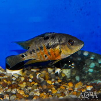 Atromaculatus Cichlid (Mesoheros atromaculatus)