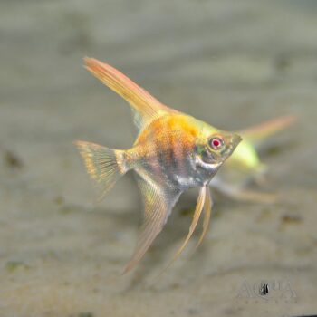 Aurora Angelfish (Pterophyllum scalare)