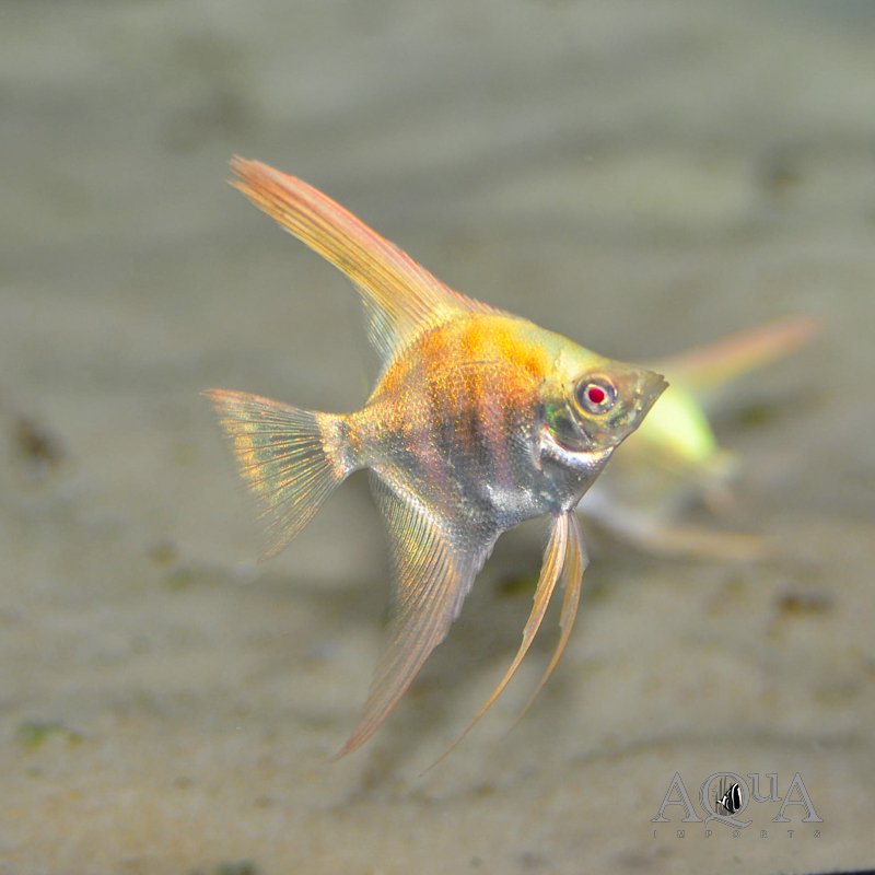 Aurora Angelfish (Pterophyllum scalare)