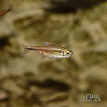 Aurora Tetra (Moenkhausia aurora)