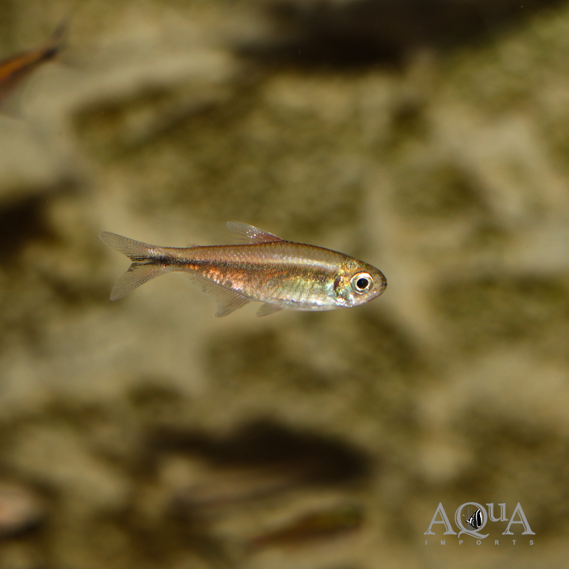 Aurora Tetra (Moenkhausia aurora)
