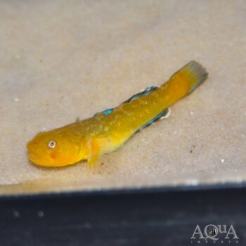 Australian Desert Goby (Chlamydogobius eremius)