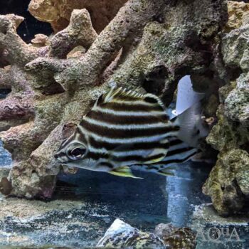Australian Stripey (Microcanthus strigatus)