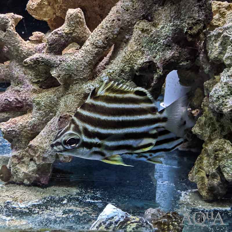 Australian Stripey (Microcanthus strigatus)