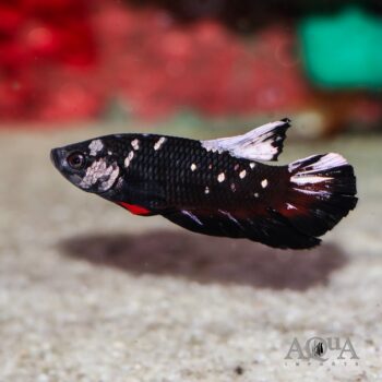 Avatar Betta (Betta splendens)