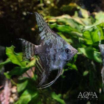 Avatar Smokey Angelfish (Pterophyllum scalare)