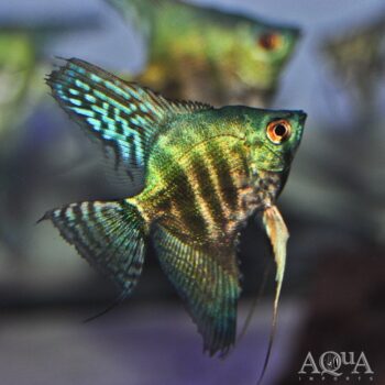 Avatar Zebra Angelfish (Pterophyllum scalare)
