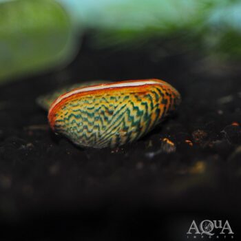 Avocado Clam (Scabies crispata)