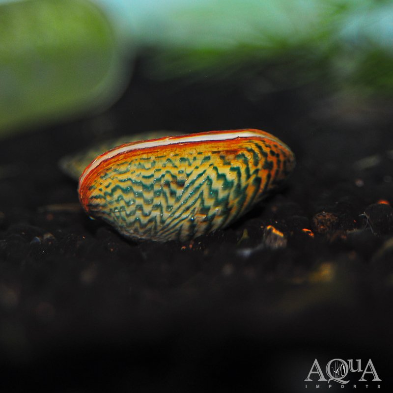 Avocado Clam (Scabies crispata)