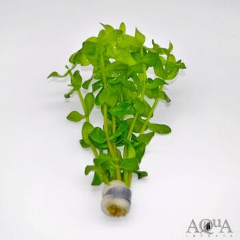 Bacopa amplexicaulis