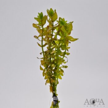 Bacopa (Bacopa caroliniana)