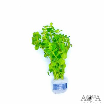 Bacopa australis