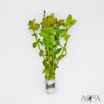 Bacopa caroliniana Red