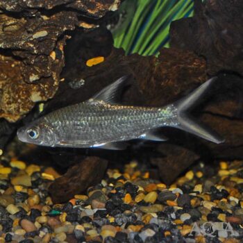 Bala Shark (Balantiocheilos melanopterus)