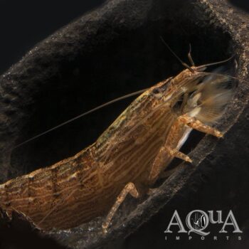 Bamboo Shrimp (Atyopsis moluccensis)