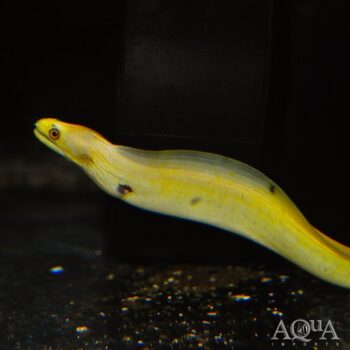 Banana Golden Moray Eel (Gymnothorax miliaris)