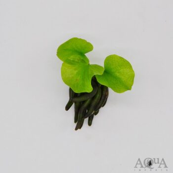 Banana Plant (Nymphoides Aquatica)