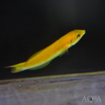 Banana Wrasse (Thalassoma lutescens)