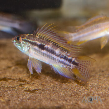 Banded Apisto (Apistogramma bitaeniata)
