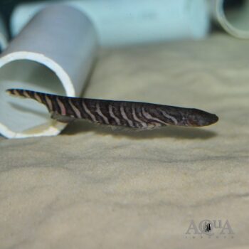 Banded Knifefish (Gymnotus carapo)