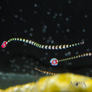 Banded Pipefish (Doryrhamphus dactyliophorus)