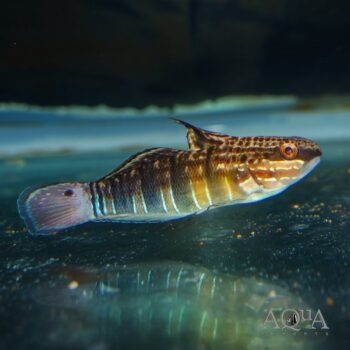 Banded Sleeper Goby (Amblygobius phalaena)